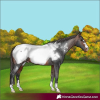 Horse Color:Bay Appaloosa 