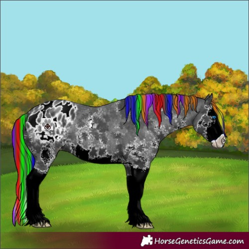 Horse Color:Painted Black Sabino Splash Blanket 