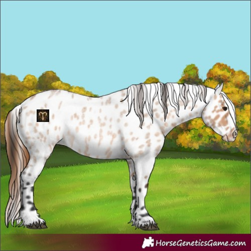 Horse Color:Bay Roan Dun Appaloosa 