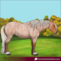 Horse Color:Silver Bay Roan 