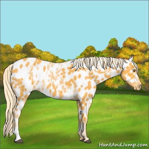 Horse Color:Palomino Appaloosa and Palomino Appaloosa