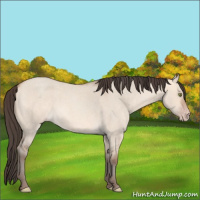 Horse Color:Amber Champagne Roan Dun 