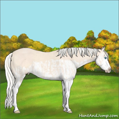 Horse Color:Cremello Splash and Cremello Splash
