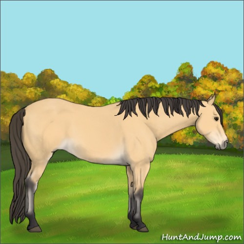 Horse Color:Buckskin