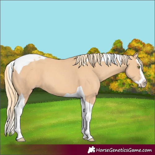 Horse Color:Gold Champagne Splash Tobiano 