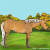 Horse Color:Silver Buckskin