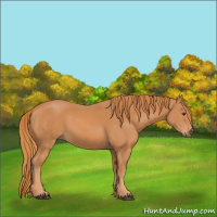 Horse Color:Unknown 