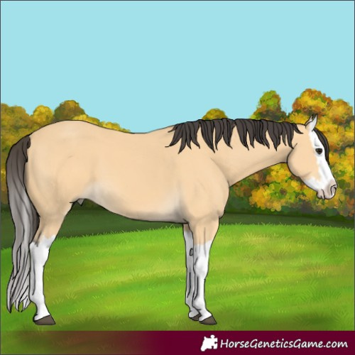 Horse Color:Buckskin Splash 