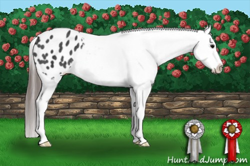 Horse Color:Black Splash Appaloosa Rabicano 