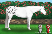 Horse Color:Black Splash Appaloosa Rabicano 