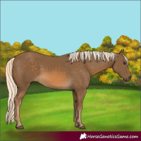 Horse Color:Chocolate Palomino 