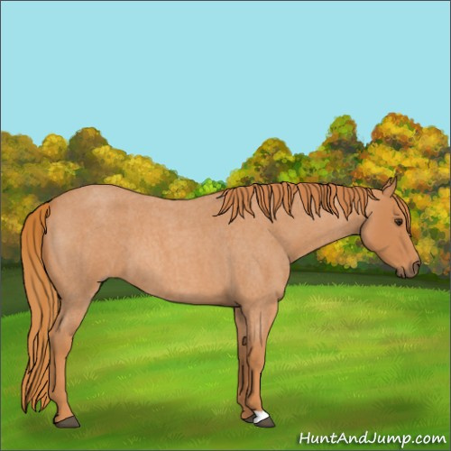 Horse Color:Red Roan 