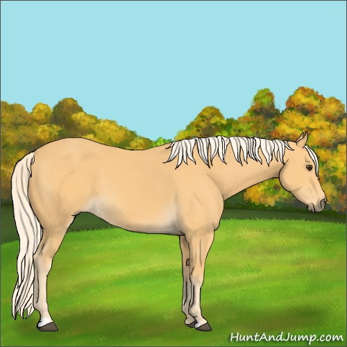 Horse Color:Palomino 