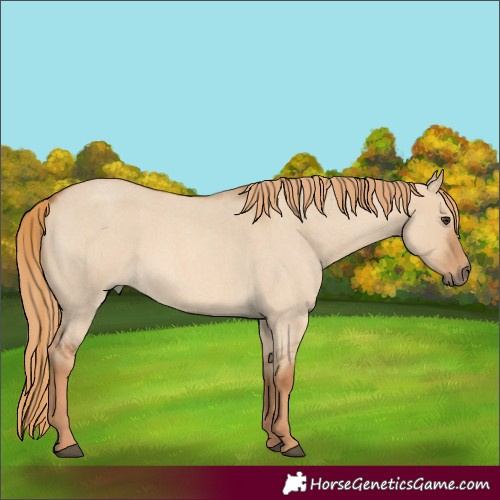 Horse Color:Red Dun Roan