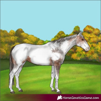 Horse Color:White Spotted Bay Appaloosa 