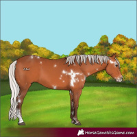 Horse Color:White Spotted Silver Brown Sabino 