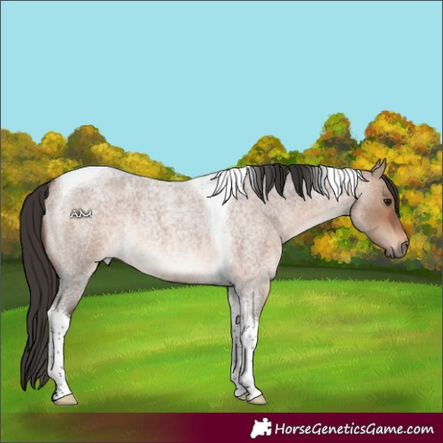 Horse Color:Bay Roan Dun Tobiano Rabicano