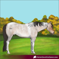 Horse Color:Bay Roan Dun Tobiano Rabicano
