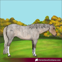 Horse Color:White Spotted Silver Smoky Blue Roan 