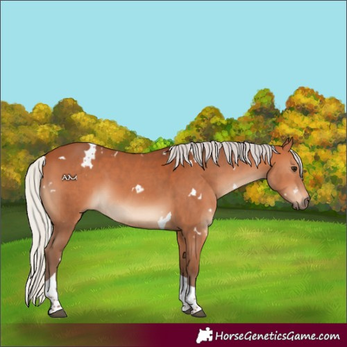 Horse Color:White Spotted Silver Bay Tobiano