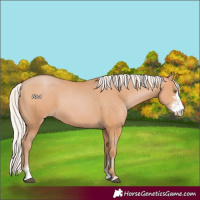 Horse Color:Silver Bay Pearl Sabino