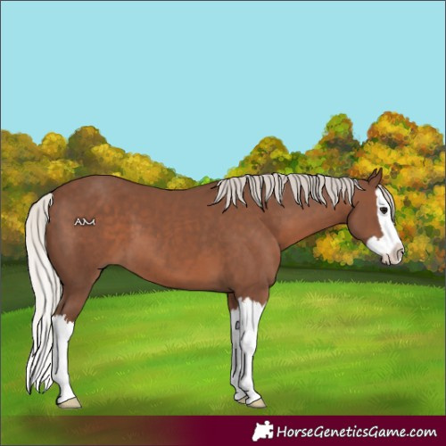 Horse Color:Silver Black Splash 