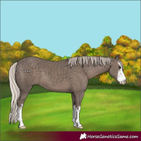 Horse Color:White Spotted Silver Black 