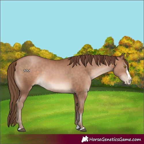 Horse Color:Brown Pearl Sabino Splash Rabicano 