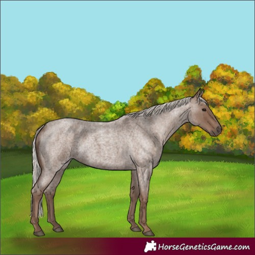 Horse Color:Silver Blue Roan 