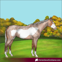 Horse Color:Silver Bay Roan Frame 