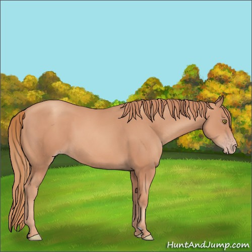 Horse Color:Gold Champagne 