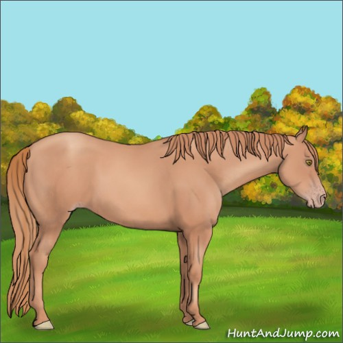 Horse Color:Gold Champagne 