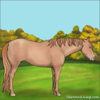 Horse Color:Gold Champagne 