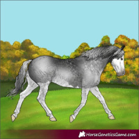 Horse Color:Gray Black Splash