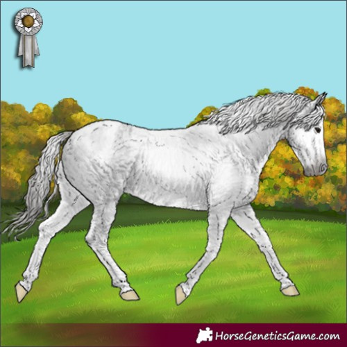 Horse Color:Gray Blue Roan Splash Appaloosa 