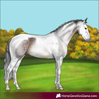 Horse Color:Gray Brown Splash Tobiano