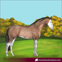 Horse Color:Sable Champagne Splash Rabicano