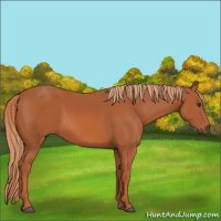 Horse Color:Chestnut 