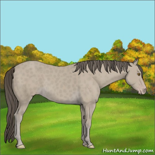 Horse Color:Classic Cream Champagne