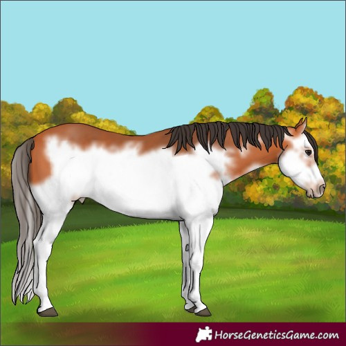 Horse Color:Bay Splash Frame 