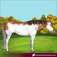 Horse Color:Bay Splash Frame