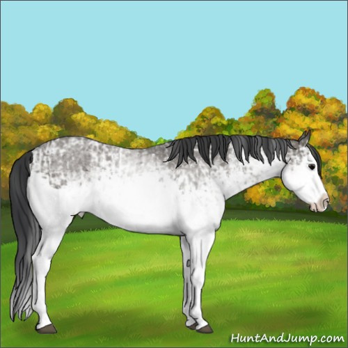 Horse Color:Grullo Sabino Splash and White Spotted Grullo Sabino Splash