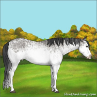 Horse Color:Grullo Sabino Splash  and White Spotted Grullo Sabino Splash 