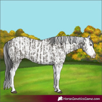 Horse Color:Grullo Sabino Splash and Grullo Sabino Splash