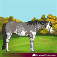 Horse Color:Grullo Sabino Splash  and Grullo Sabino Splash Rabicano 