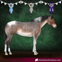 Horse Color:Brown Roan Tobiano 