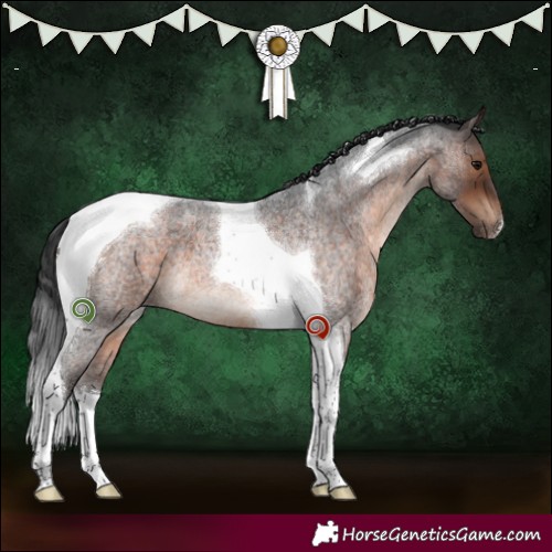 Horse Color:Brown Roan Tobiano 