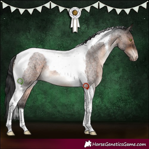 Horse Color:Brown Roan Tobiano Varnish 