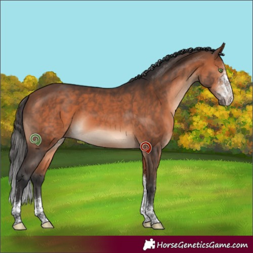 Horse Color:Bay Mushroom Sabino Tobiano 