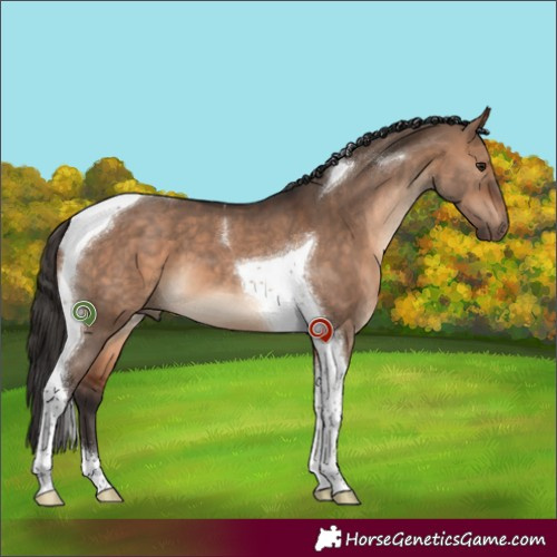 Horse Color:Bay Dun Tobiano 
